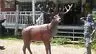 Statue - Life Size Standing Red Stag Reindeer 1