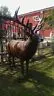 Statue - Life Size Elk Sculpture Statue 7Ft 1