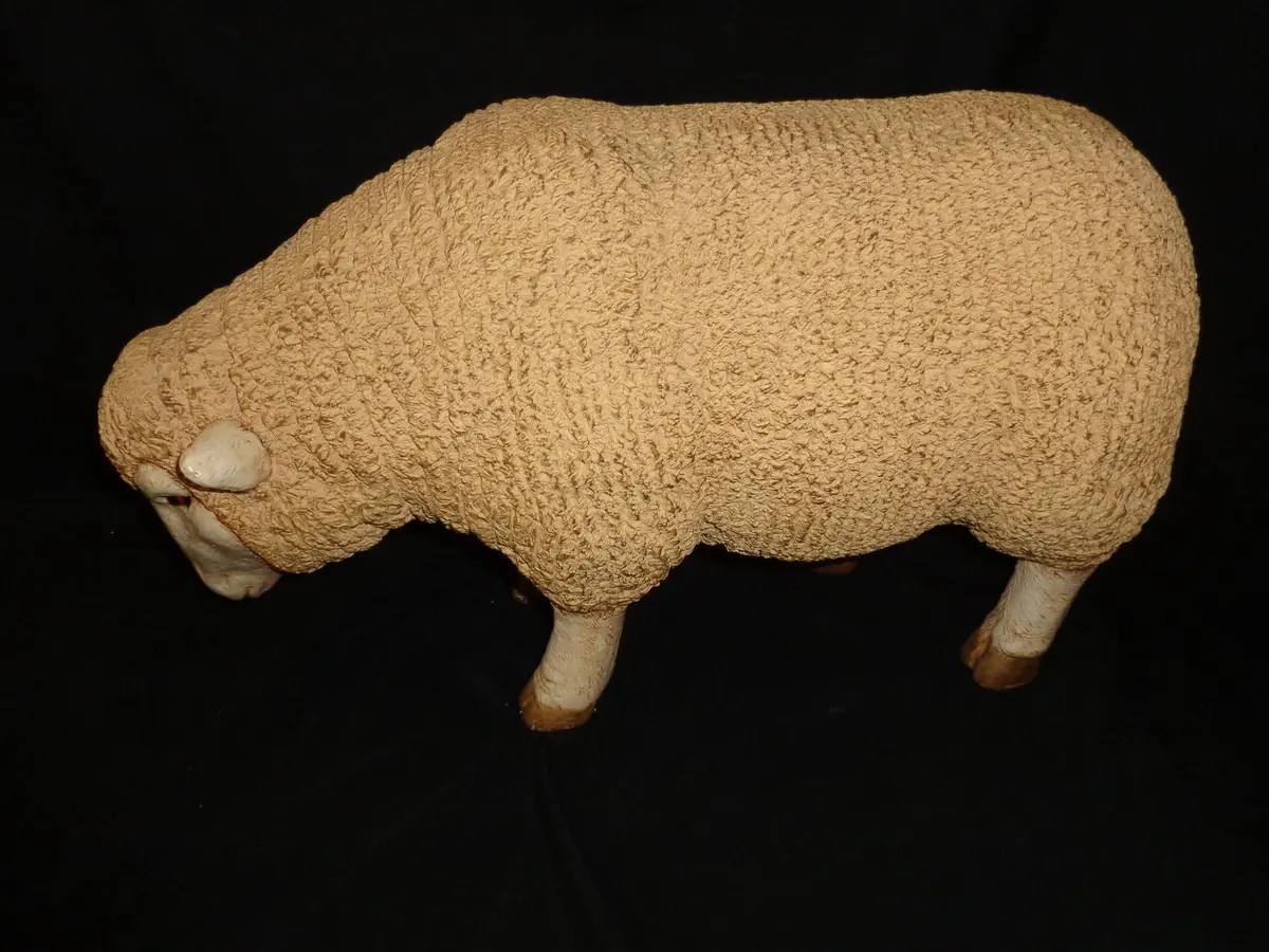 Sheep With Head Down 1