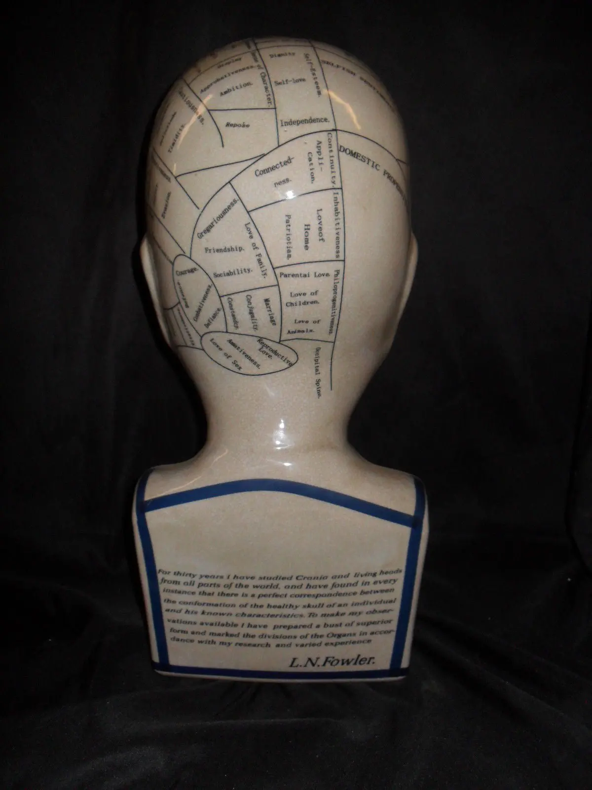Phrenology 16" Head Bust 2