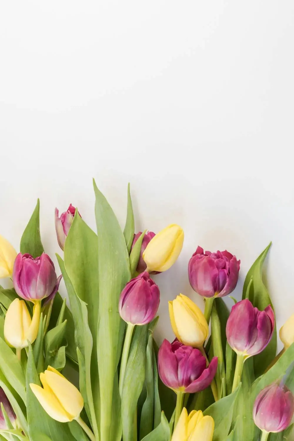 Spring Tulips Gift Card 1