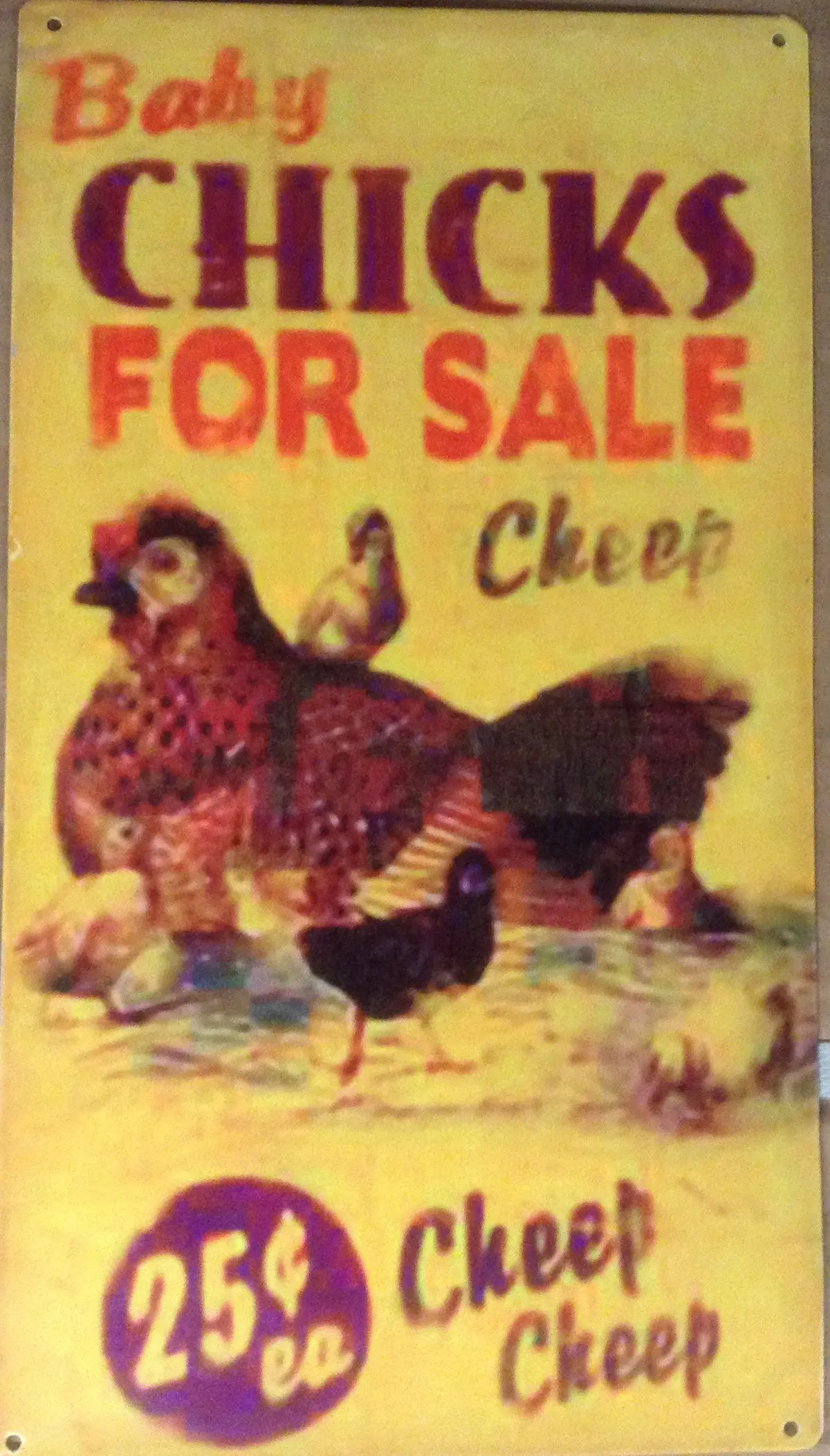 Flat Tin Sign - Baby Chicks For Sale 1