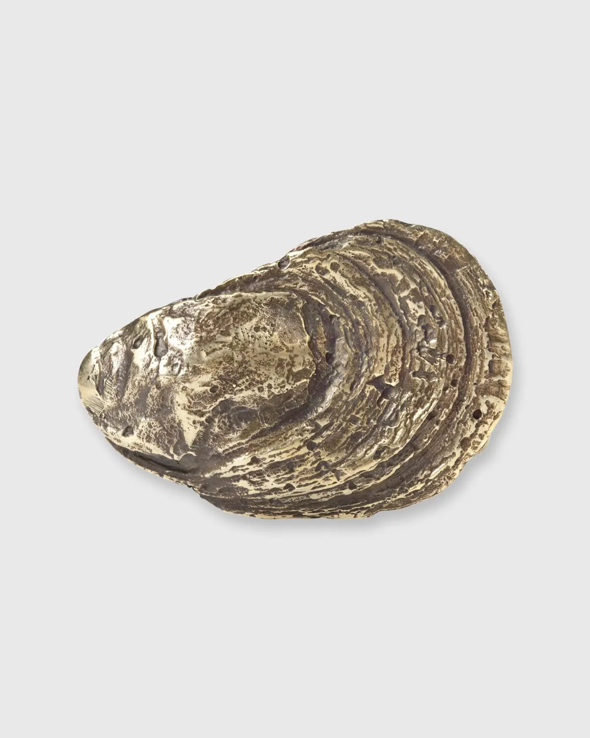 Oyster Shell Belt Buckle In Brass 1